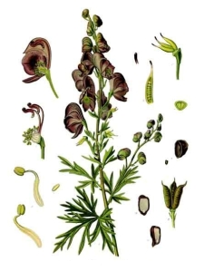 Aconitum Napellus, illustration from Köhler's 